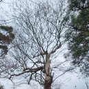 대산조경 - 광산구 임방울대로800번길 11-5 | 대산조경