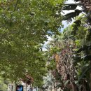 놀러와 피시 | 시드니 여행 2일차 (부제 : 동물원, 링컨스락)