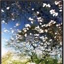 하얀천국 이미지