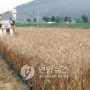 밀이 익는 마을 이미지