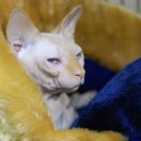 문캐터리 이미지