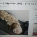 Re:늙고 병든 반려견 생매장한 부부 이미지