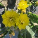 연천UN군 화장장시설 | 제2기 DMZ생명평화대장정 10차 평화의 길 12코스 연천 (숭의전~군남댐홍수조절지)