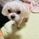 용인죽전 24시 스카이동물메디컬센터 | [경기도 용인] 죽전SKY동물메디컬센터와 함께한 쭌이이야기