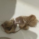 해원광고 | 수원 블랙염색 잘하는 곳｜극손상 탈색모 복구염색 성공 후기 | 헤어살롱함 스타필드 수원점 해원실장님