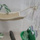 # 반려 동물 _ 양서류 진로 개구리 화이트 트리 프로그 재입양 후기 일지 기록