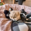 dog조아 | dog조아 남양주고양이미용 스트레스 없이 잘해주셔요