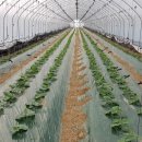 천풍농장 이미지