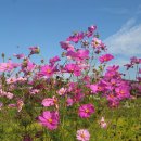 소백로1 이미지