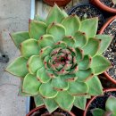 엘도라도 이미지