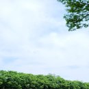 양귀비한의원 이미지