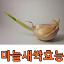 마늘새싹 효능 알아볼까요? 이미지