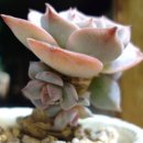 블루아이스 이미지