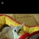 대전 스노우뱅갈 고양이 4일만에 찾았읍니다 이미지