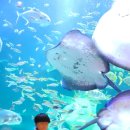 대전아쿠아리움 이미지