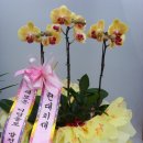 현대치재 Daum카페