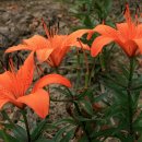 영장3리 이미지