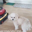 살롱 드 따따 이미지