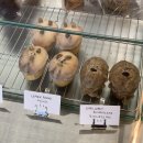 이타 (ee-ta) 이미지