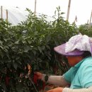 빨간고추 이미지