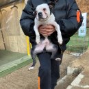 숲속애견랜드 이미지