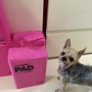 190 | 강아지선물 추천 스탠다드190 소형 400매 리얼후기