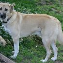 아나톨리아 이미지