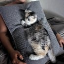 달봉이치킨 | 슬프고 행복했던 10-11월 일상, 그리고 강사가 되었습니당🙂