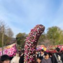 사쿠라 | 🌸도쿄 우에노 사쿠라 마츠리 후기(2026) 현재 개화 상태 &amp; 혼잡도