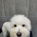 행복애견미용실 이미지