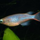 아쿠아라이프 이미지