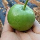 이삭장터 이미지