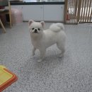 똥강아지애견샵 이미지