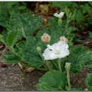 달오름마을 이미지