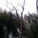 청도감마을 이미지