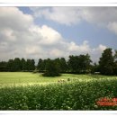 메밀꽃필무렵 이미지