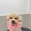 애니테티카 이미지