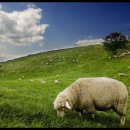 지평선목장 이미지