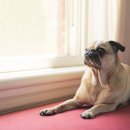 이지훈동물병원 이미지