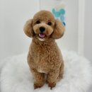 푸미미용실 네이버블로그