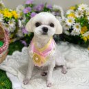 뉴데이 반려견 미용실 이미지