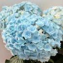 사파이어퀸-Saphire Queen 이미지