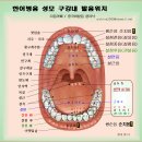 경구개 성모(자음)의 위치 이미지