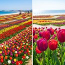 임자승마공원 | 네덜란드보다 화려한 오색 튤립의 성지, 신안 임자도 여행 꿀팁모음
