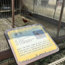 농협경제지주 안성팜랜드 | 5월 가정의달 어린이날 공휴일 주말 방문 후기 주차