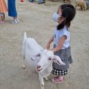 가을 하늘이 멋진 양떼 목장 이미지