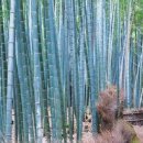 담양시장 이미지