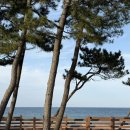 사임당푸드 | [ 떠나는 끄적임 #19 ] 나 홀로 강릉 여행 3일 차 🌊 | 순두부 티라미수 | 강릉 중앙시장 주차 | 오징어...