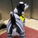 도그맘애견 이미지