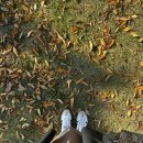 수원시 팔달구 화서문로16번길 | 수원행궁동코스) 꿍냐우, 홉